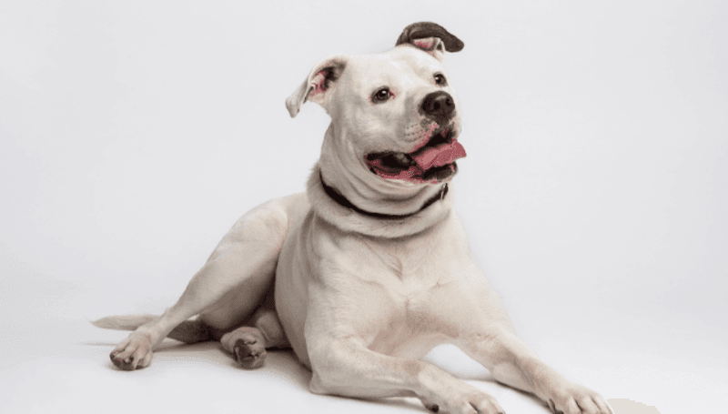 Natural Herders: The American Bulldog’s Working Instincts