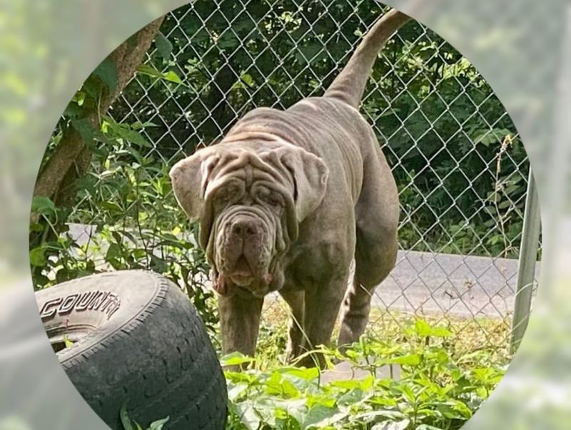 Neapolitan Mastiff