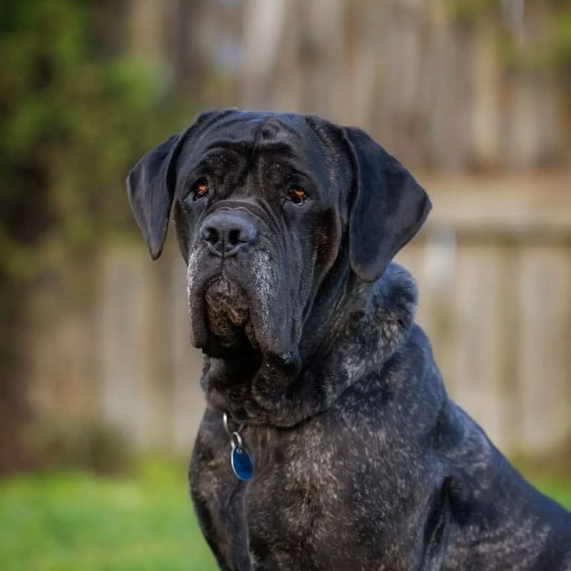 Neapolitan Mastiff