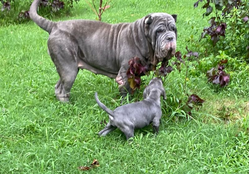 Neapolitan Mastiff