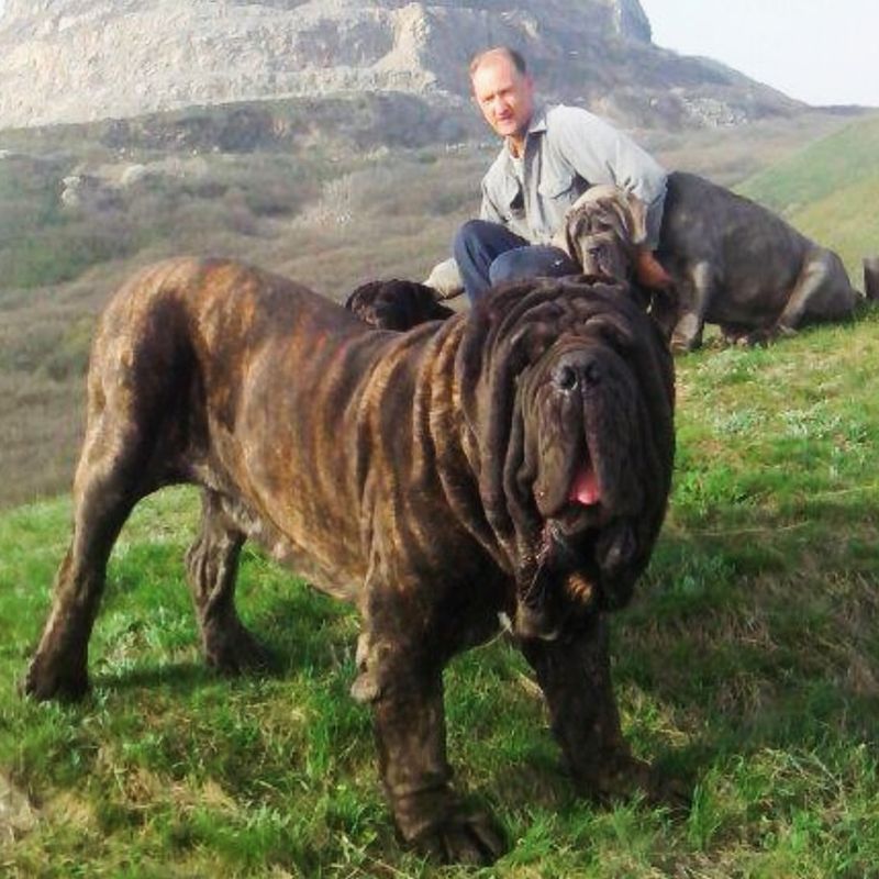 Neapolitan Mastiff