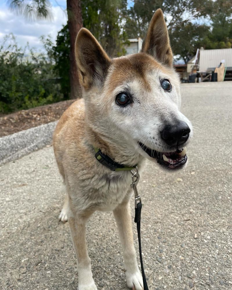 New Guinea Singing Dog