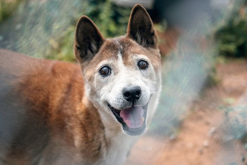 New Guinea Singing Dog