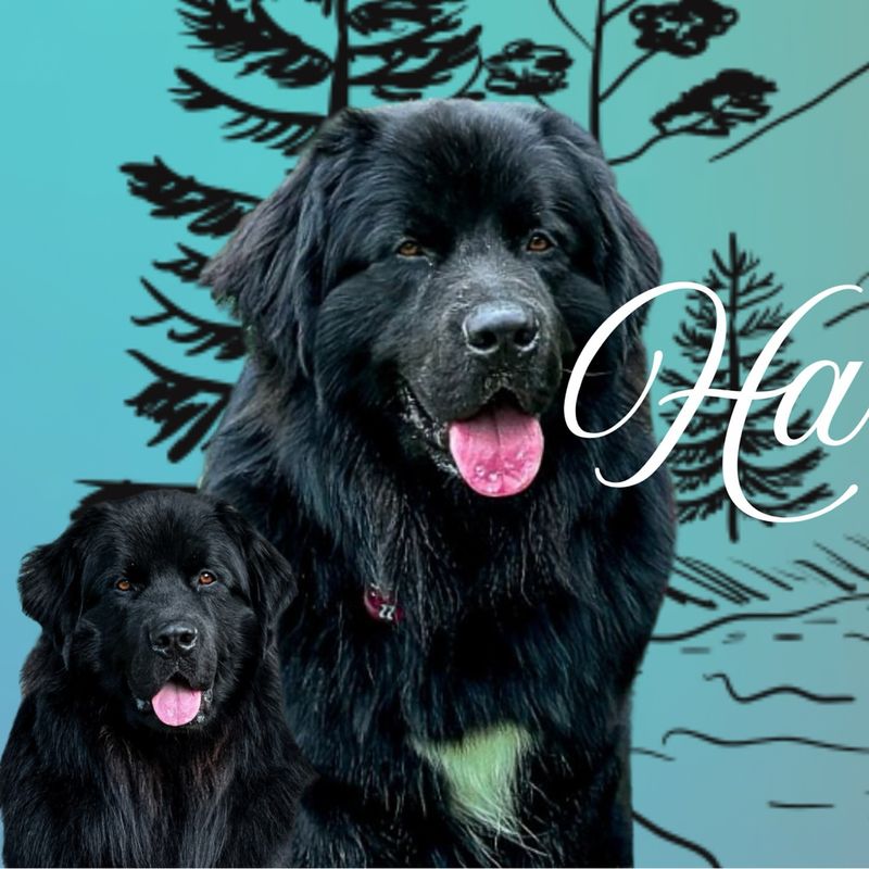 Newfoundland