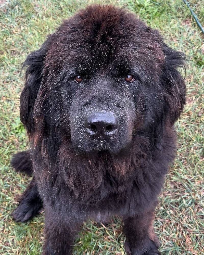 Newfoundland