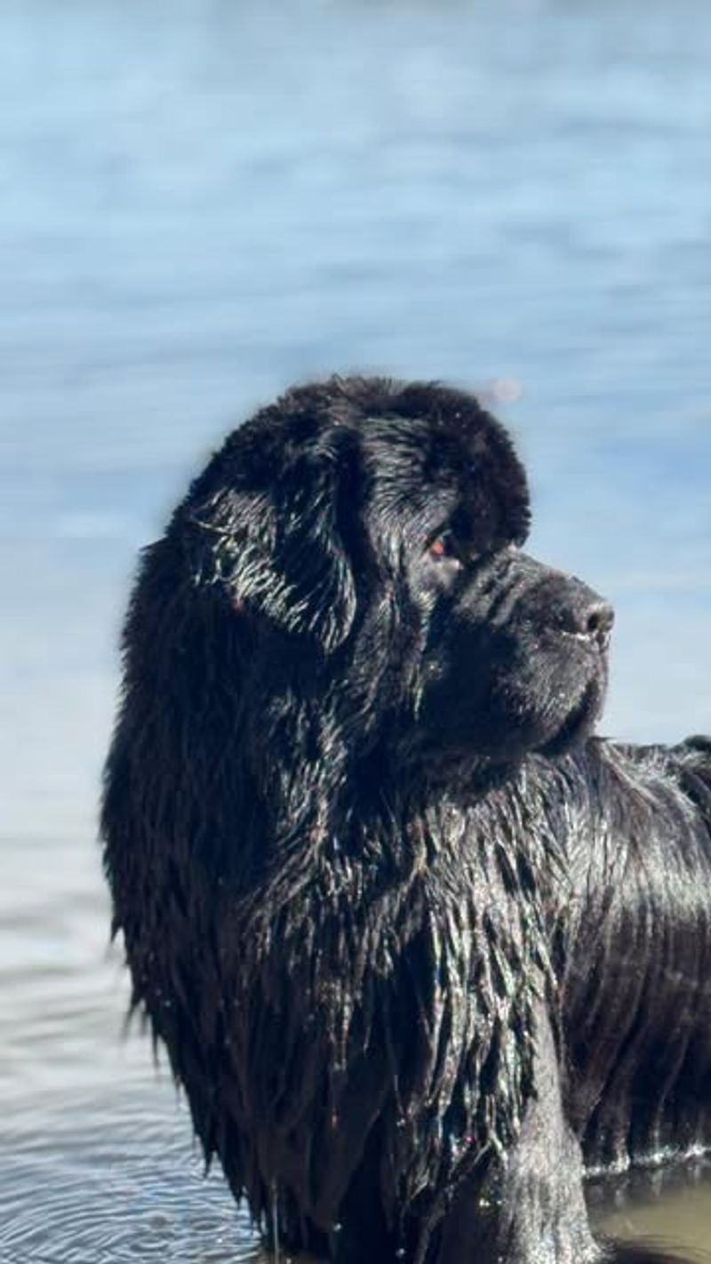 Newfoundland
