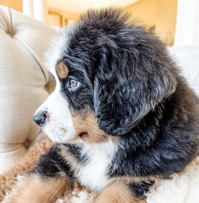 Bernese Mountain Dog