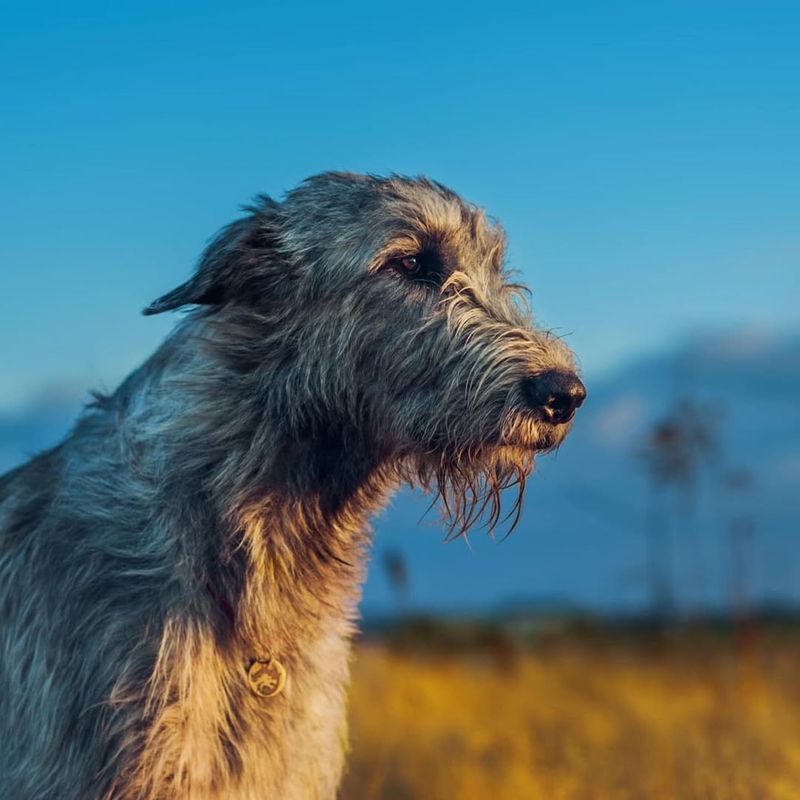 Irish Wolfhound