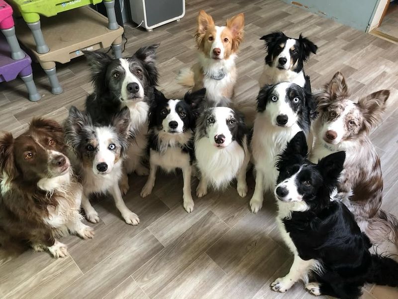 Border Collie