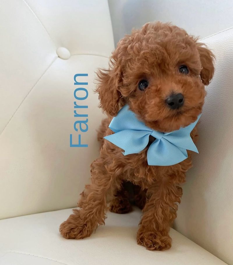 Toy Poodle