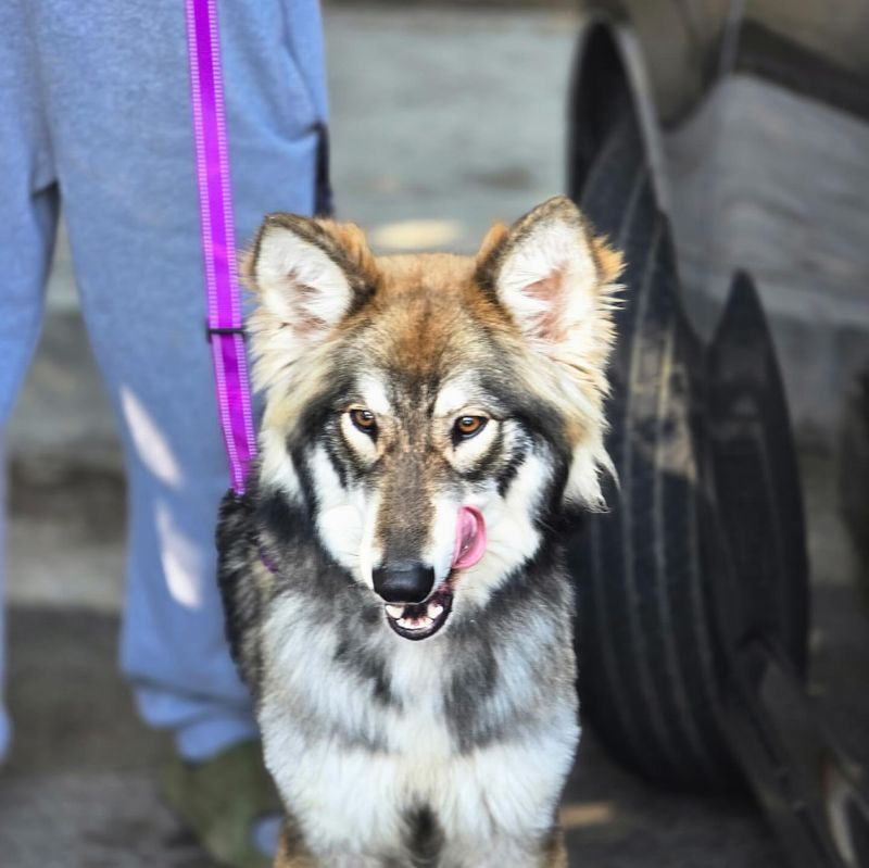 Northern Inuit Dog