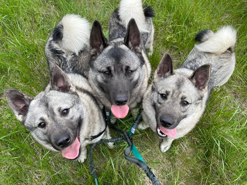 Norwegian Elkhound