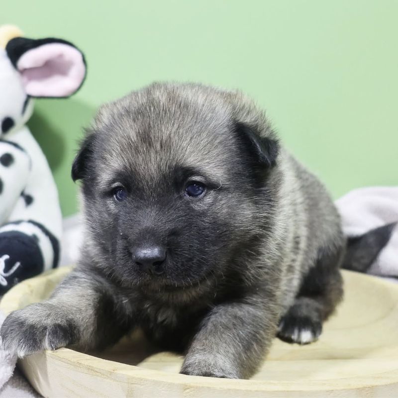 Norwegian Elkhound