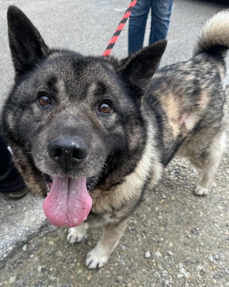 Norwegian Elkhound