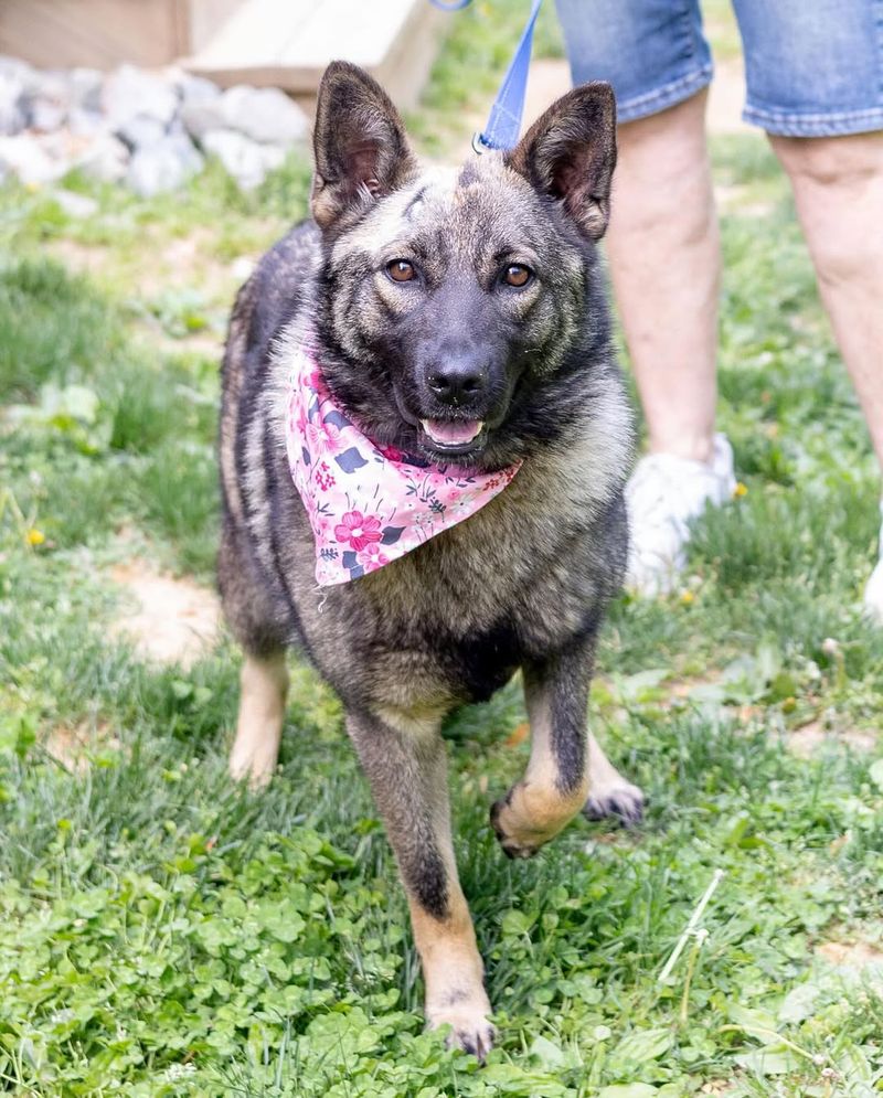 Norwegian Elkhound