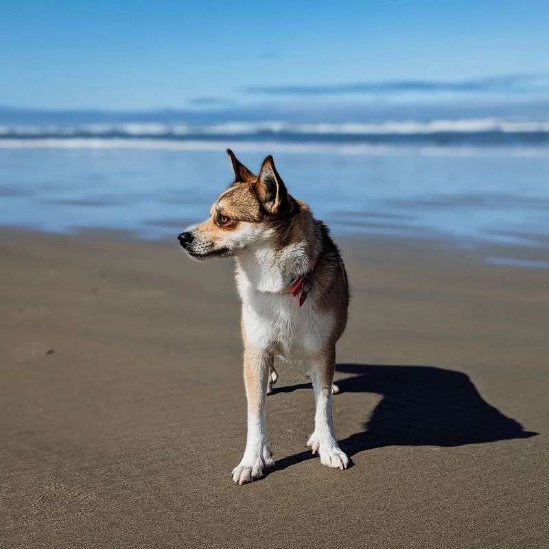 Norwegian Lundehund