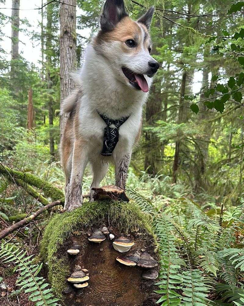 Norwegian Lundehund