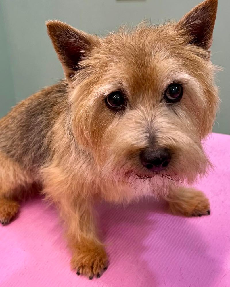 Norwich Terrier