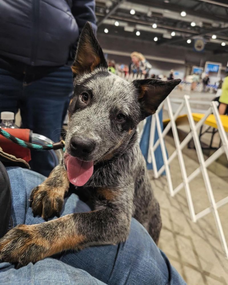 Not Always Friendly: Socialization Challenges with Blue Heelers