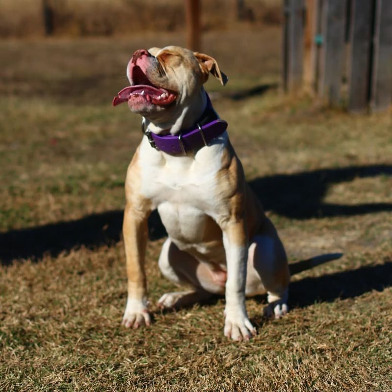 Not to Be Confused: How American Bulldogs Differ from Old English Bulldogs