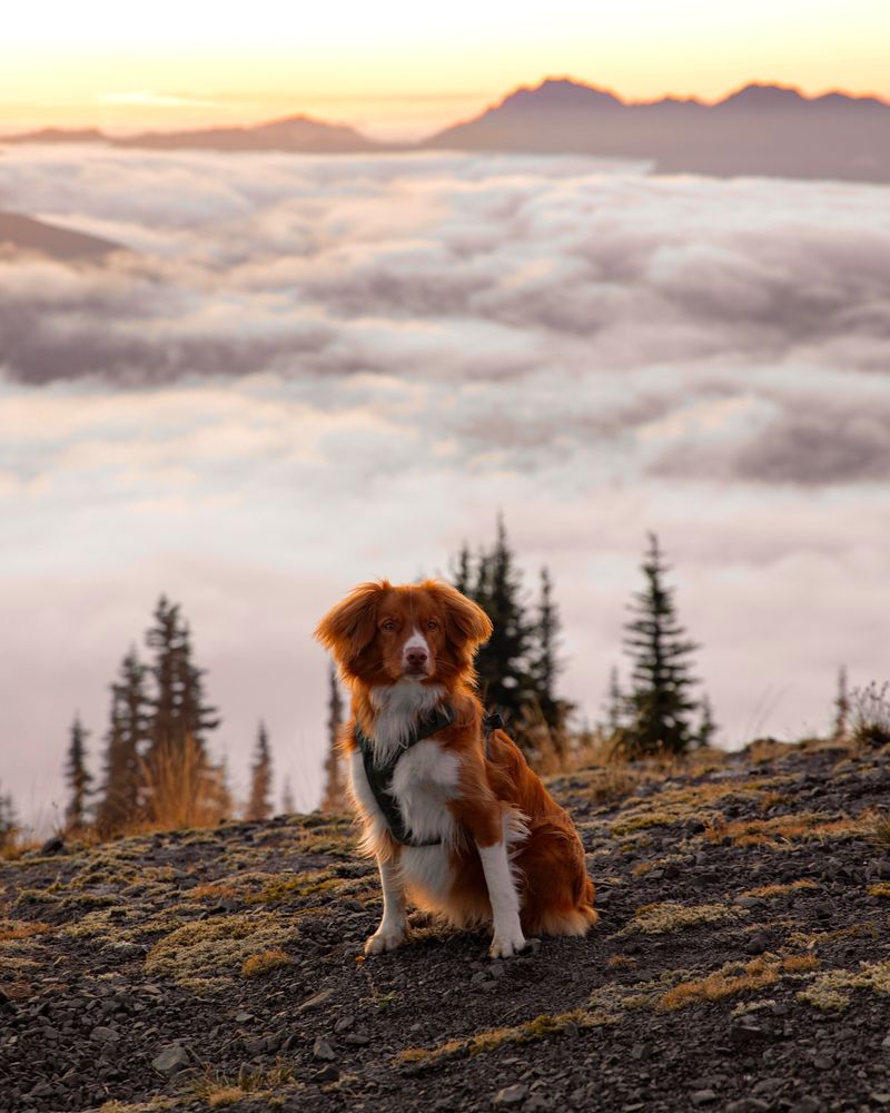 Nova Scotia Duck Tolling Retriever