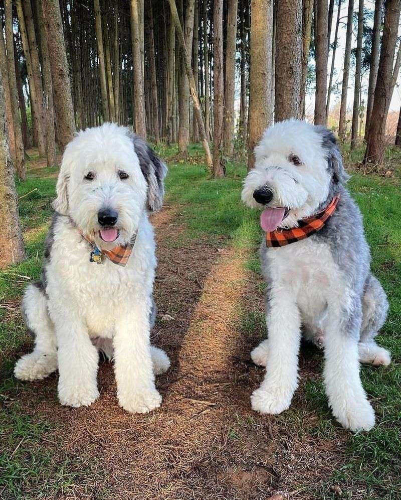 Old English Sheepdog