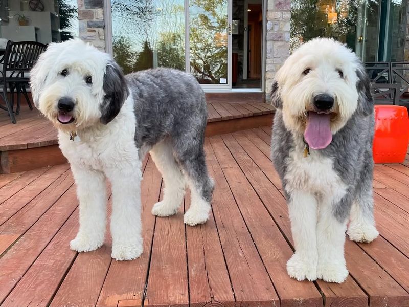 Old English Sheepdog