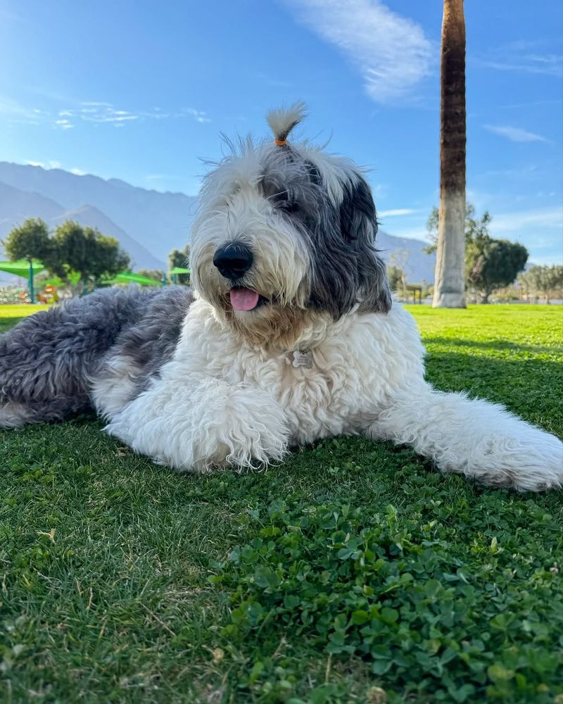 Old English Sheepdog