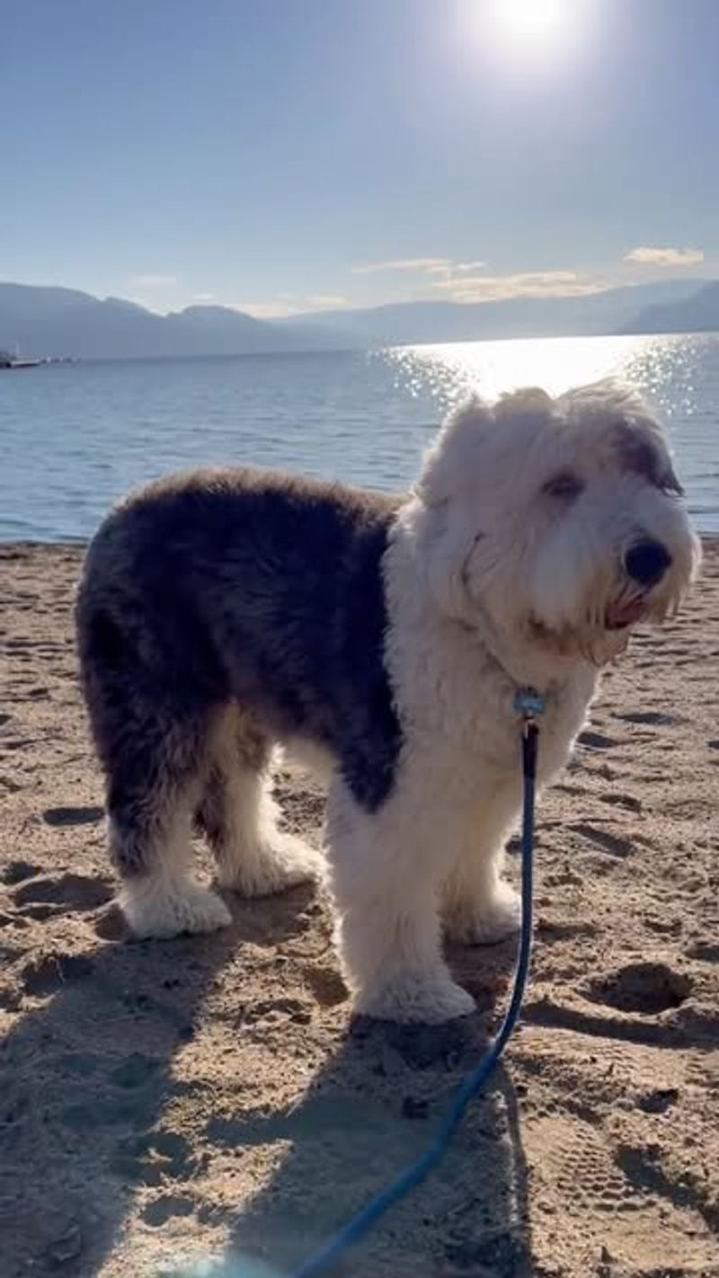 Old English Sheepdog