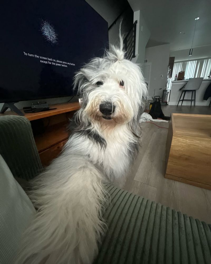 Old English Sheepdog