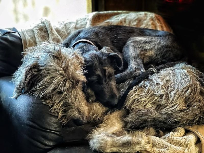 Irish Wolfhound