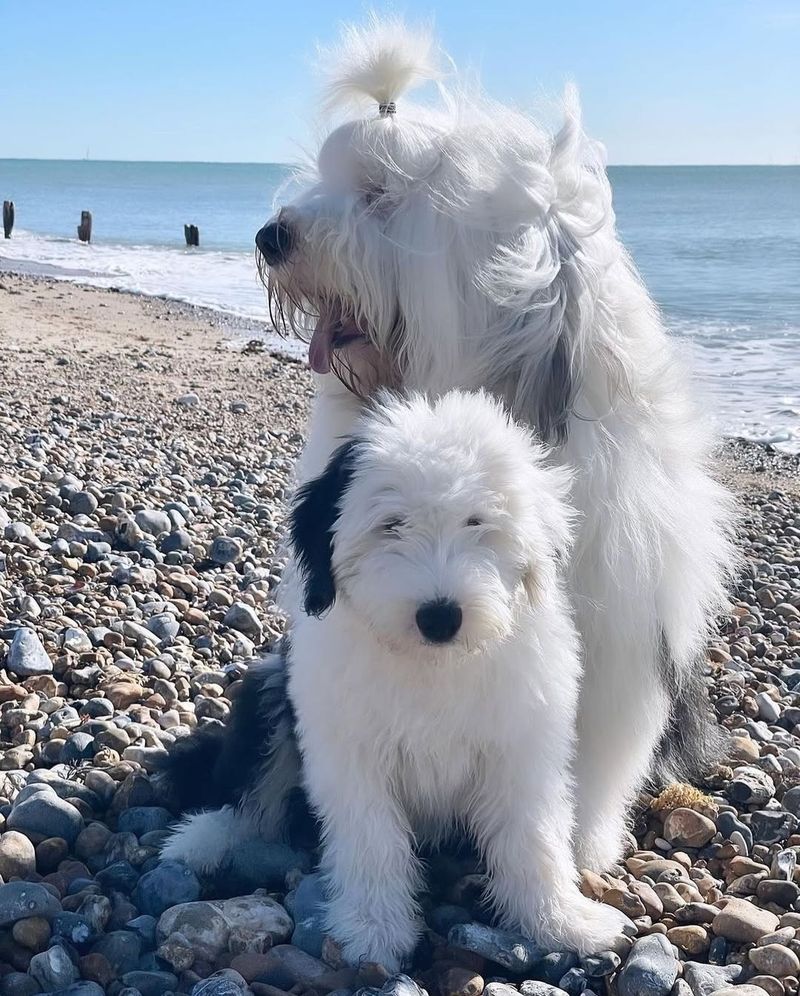 Old English Sheepdog