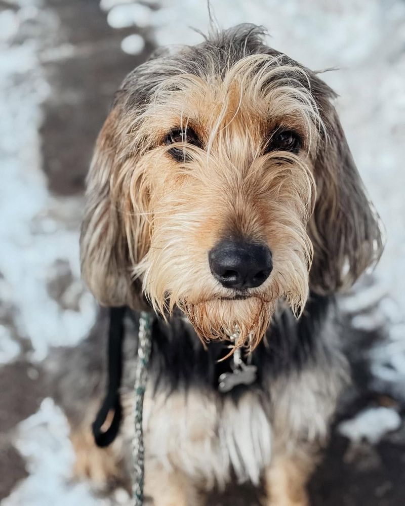 Otterhound