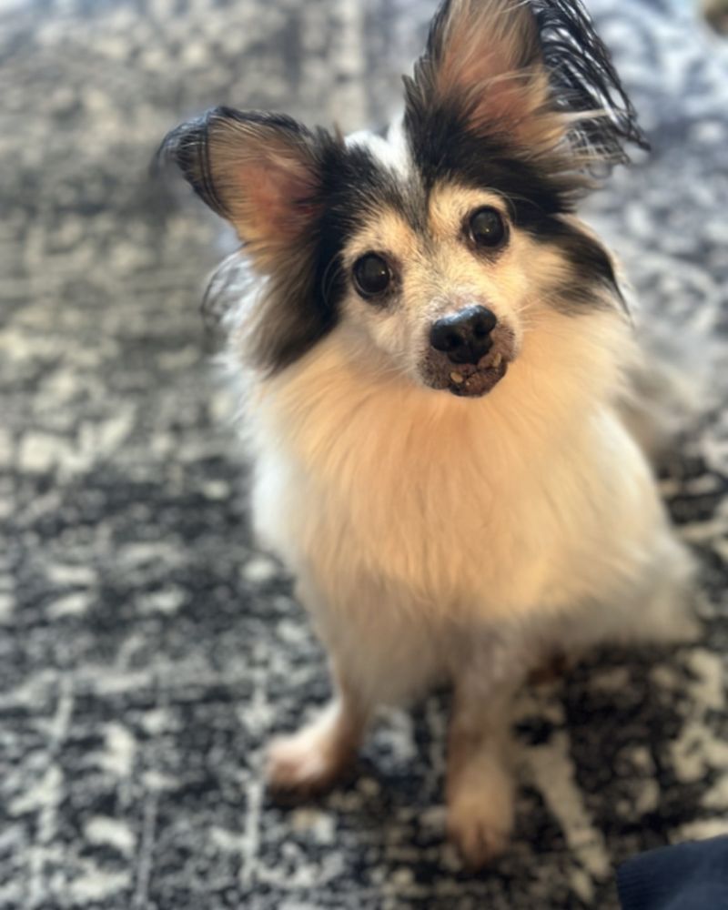 Papillon
