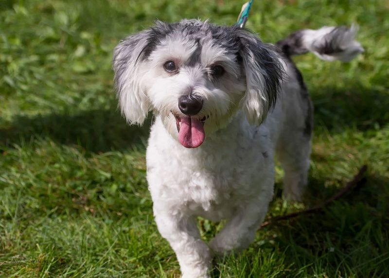 Coton de Tulear