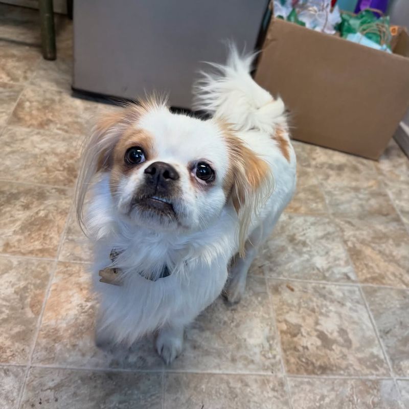 Pekingese