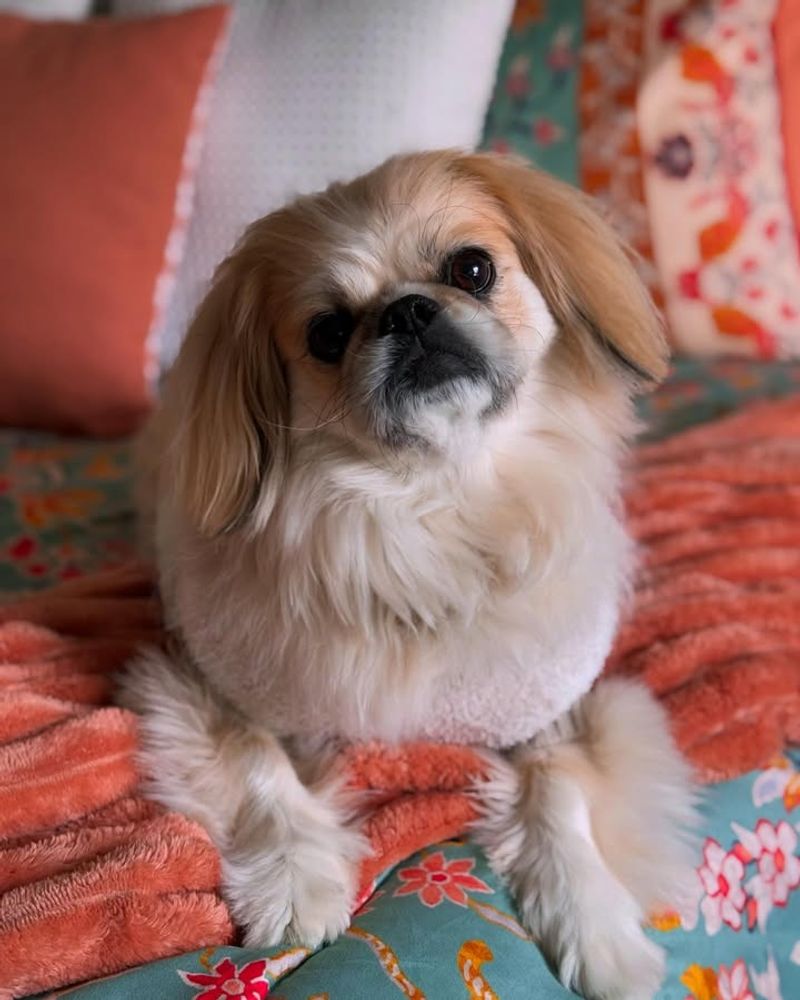 Pekingese