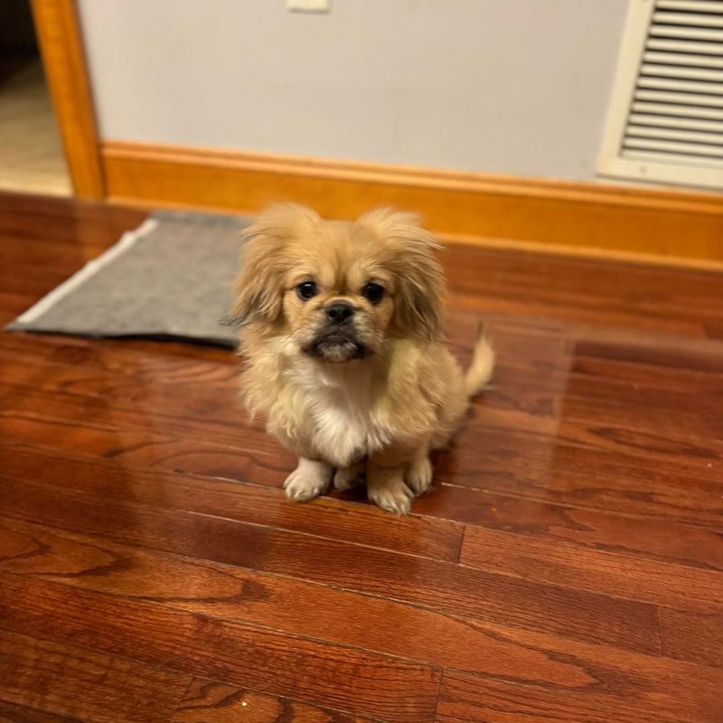 Pekingese