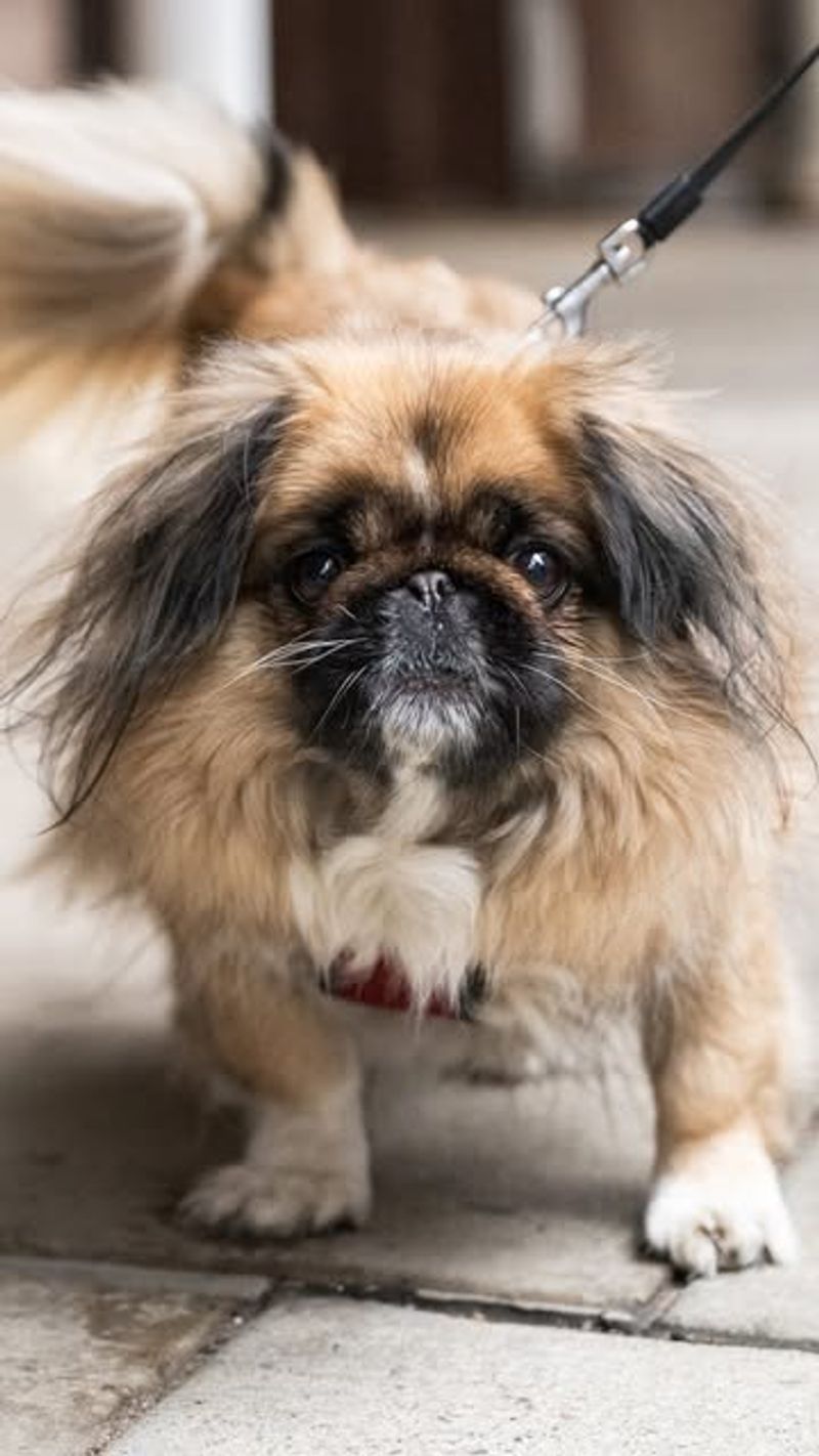 Pekingese