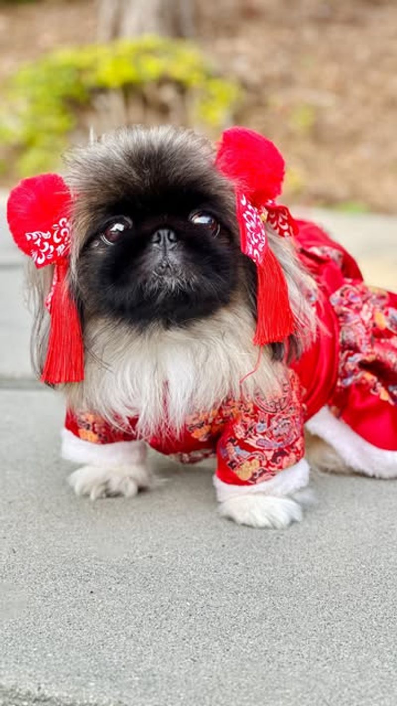 Pekingese