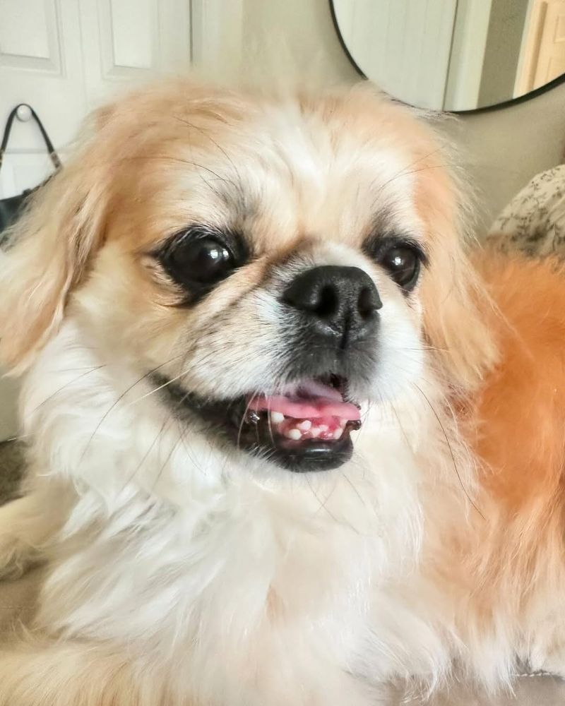 Pekingese