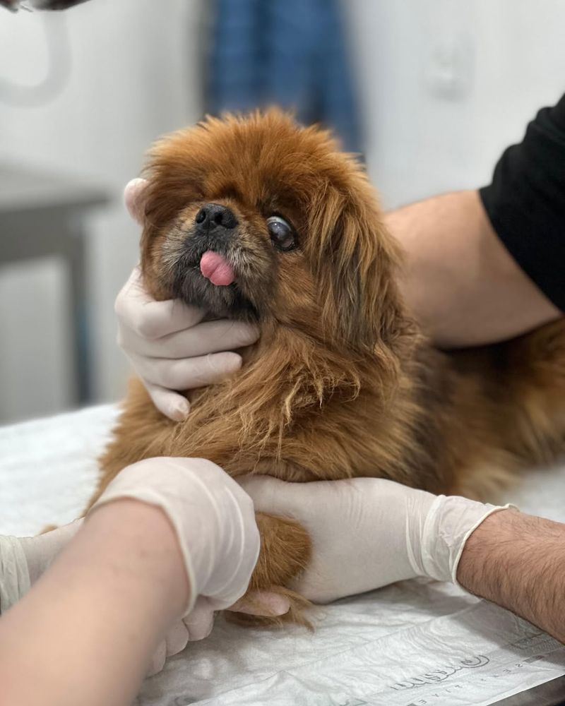 Pekingese