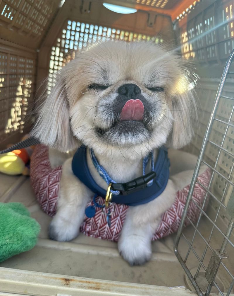 Pekingese