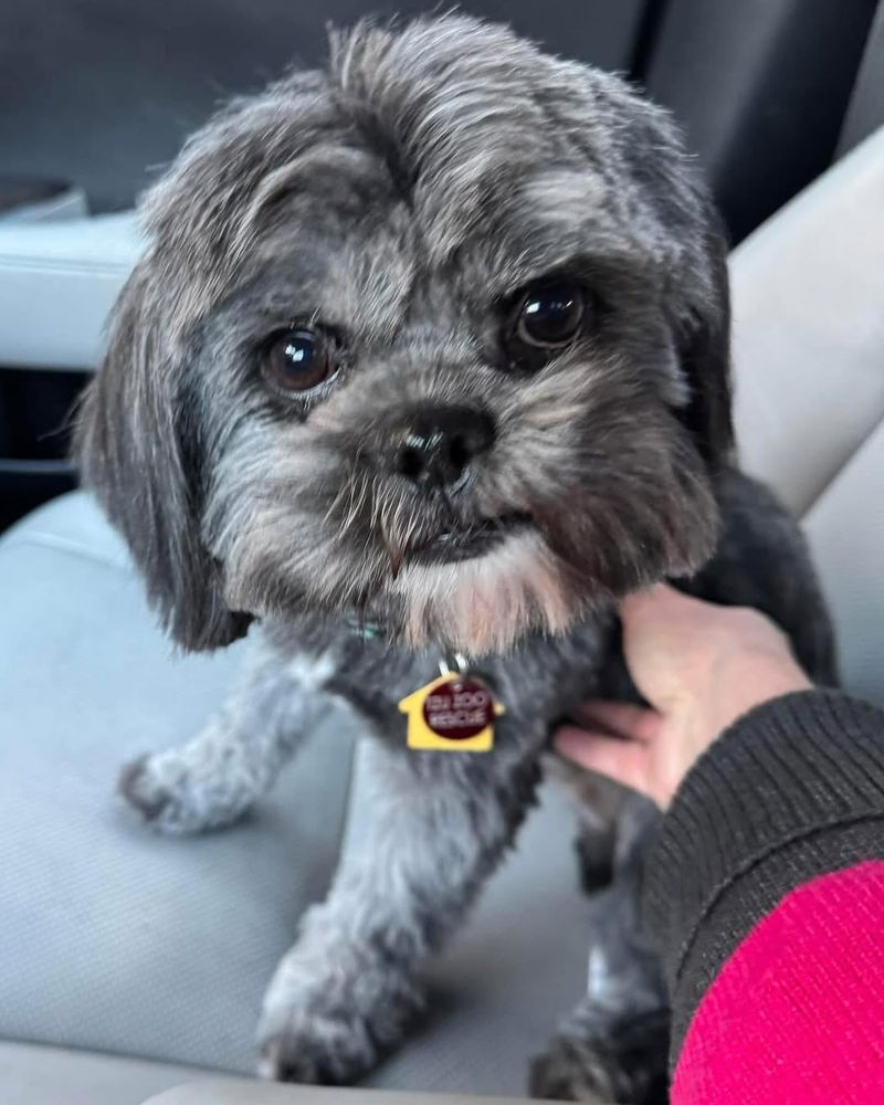 Lhasa Apso