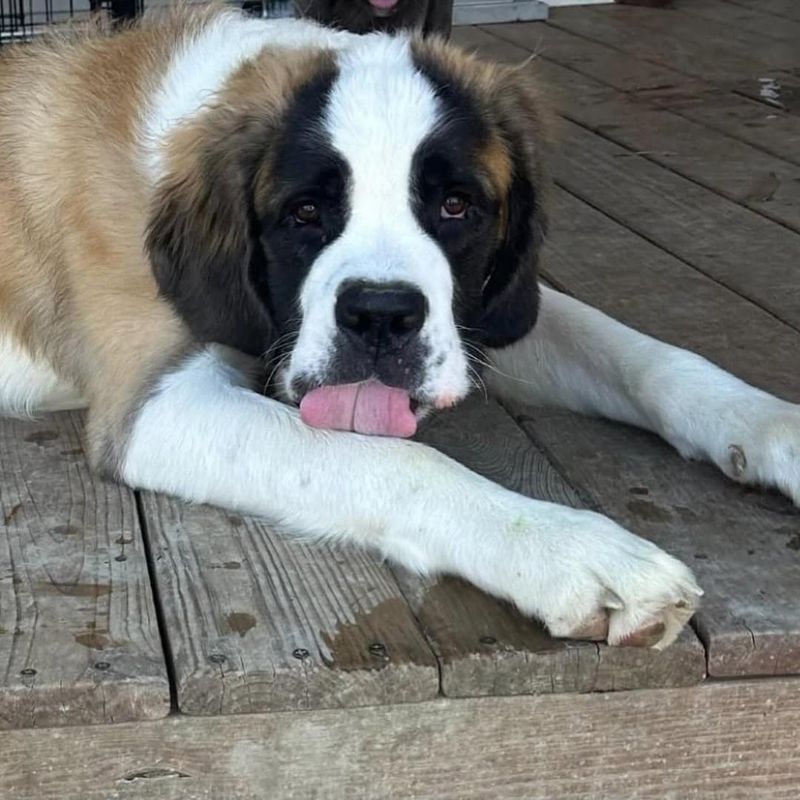 Saint Bernard