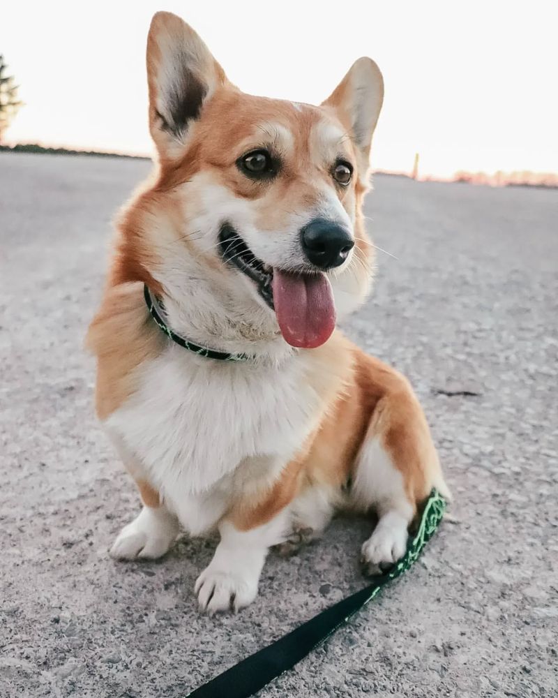 Pembroke Welsh Corgi