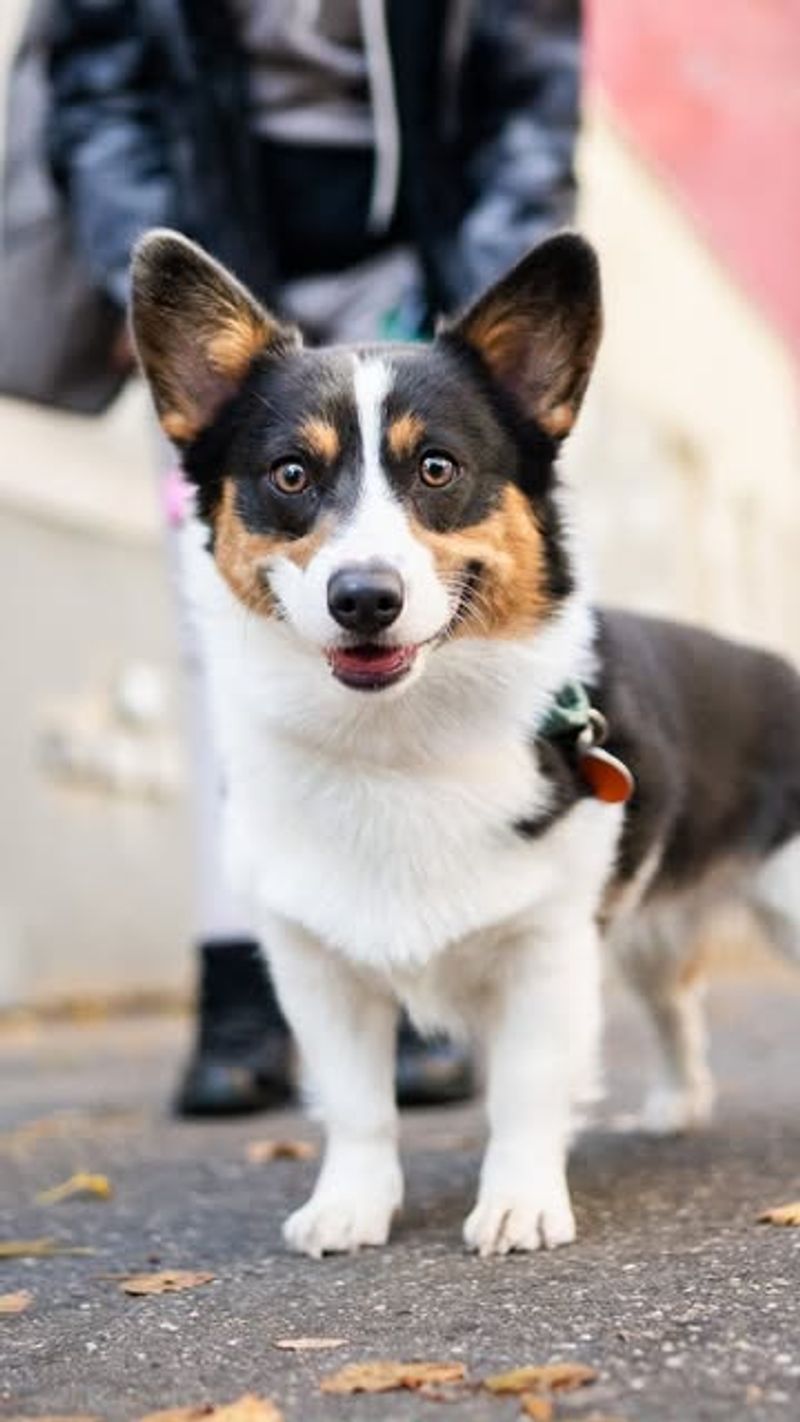 Pembroke Welsh Corgi