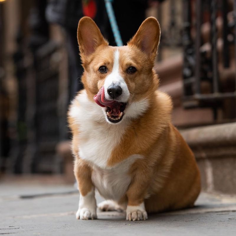 Pembroke Welsh Corgi