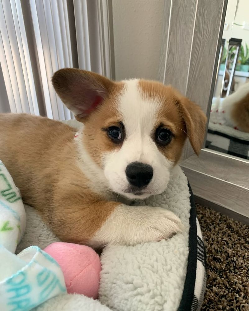 Pembroke Welsh Corgi