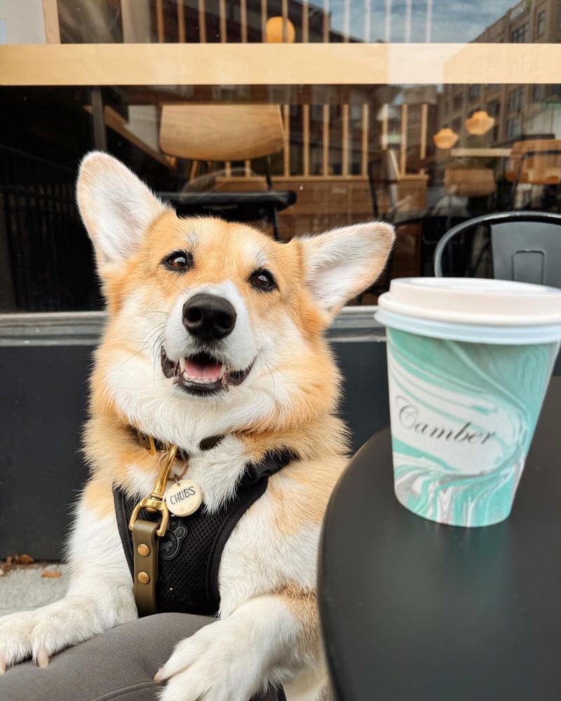 Pembroke Welsh Corgi